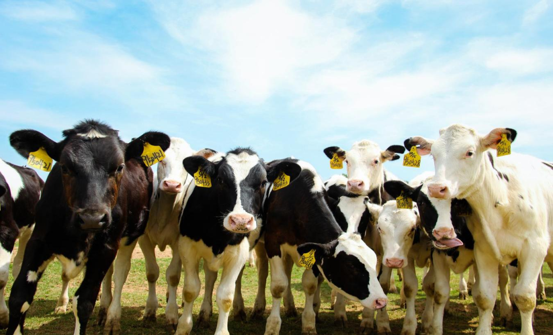 北京大學(xué)南南合作與發(fā)展學(xué)院教授、全球伙伴關(guān)系主任周詠梅一行蒞臨花花牛平輿瑞亞牧業(yè)參觀調(diào)研