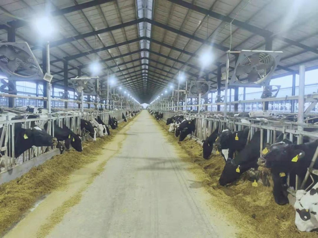 北京大學(xué)南南合作與發(fā)展學(xué)院教授、全球伙伴關(guān)系主任周詠梅一行蒞臨花花牛平輿瑞亞牧業(yè)參觀調(diào)研