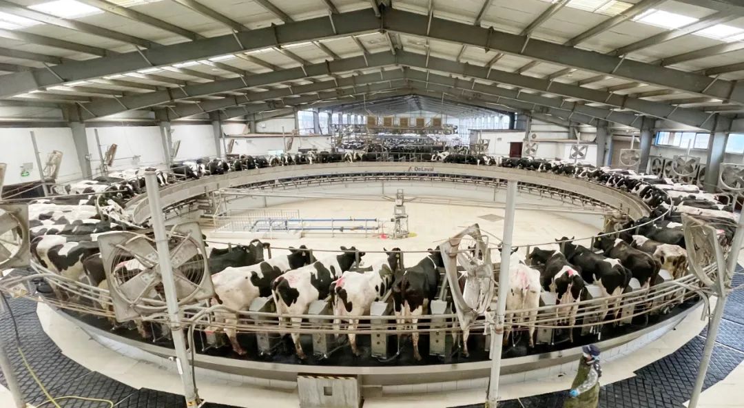 凝心聚力·贏創(chuàng)未來(lái) | 花花牛乳業(yè)集團(tuán)召開(kāi)營(yíng)銷(xiāo)、養(yǎng)殖及飼料經(jīng)營(yíng)工作會(huì)議