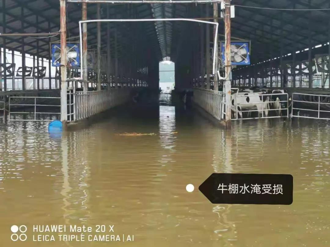 【乳報·聚焦】“豫”難而上的中原牛人“太中了”！