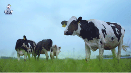 河南省高級人民法院院長胡道才一行蒞臨花花牛乳業集團開展“萬人助萬企”活動 助力企業發展 河南省高級人民法院院長胡道才一行蒞臨花花牛乳業集團開展“萬人助萬企”活動 助力企業發展